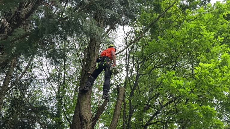 Best Commercial Tree Services  in Susitna North, AK