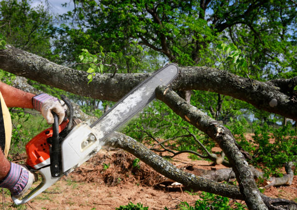 Why Choose Our Tree Removal Services in Susitna North, AK?